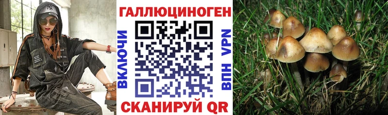 Псилоцибиновые грибы GOLDEN TEACHER как найти Знаменск